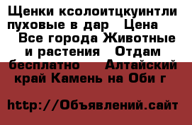 Щенки ксолоитцкуинтли пуховые в дар › Цена ­ 1 - Все города Животные и растения » Отдам бесплатно   . Алтайский край,Камень-на-Оби г.